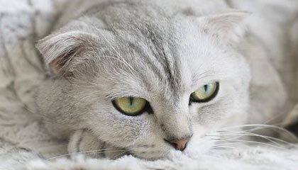 世界杯高清直播软件官网下载入口-当年某某药酒真的抓了谭秦东，但这次西贝不可能抓罗永浩