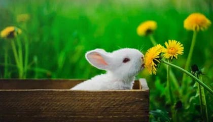 世界杯客户端安装包-前裁判谈罗马红牌：当时韦斯利没对迪奥犯规，有身体接触的是伦施